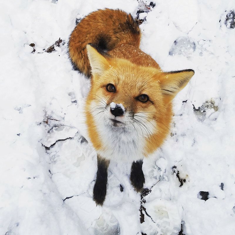 VL-FEAT-Zoo-in-Winter_Red-Fox_Snow-2017-Birmingham-Zoo.jpg