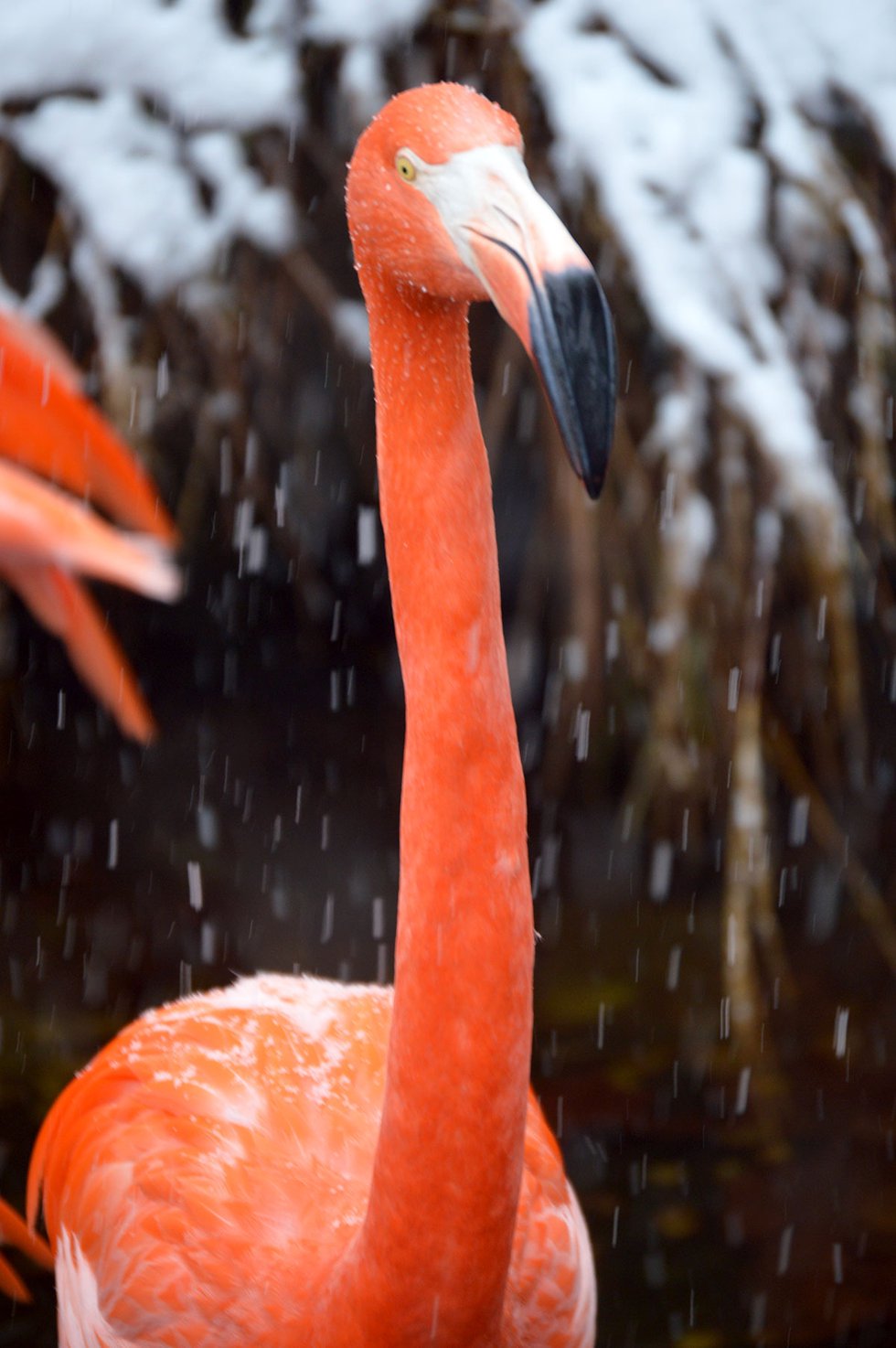 VL-FEAT-Zoo-in-Winter_Flamingo_Snow-2017-Birmingham-Zoo.jpg