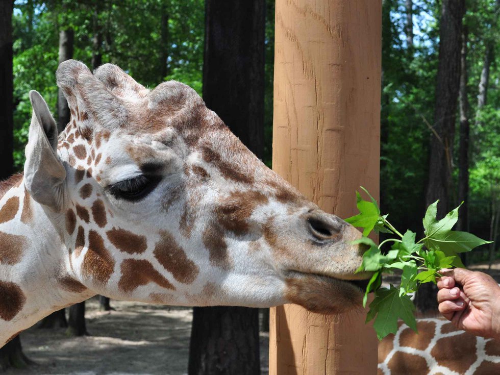 0412 Giraffe Encounter Birmingham Zoo