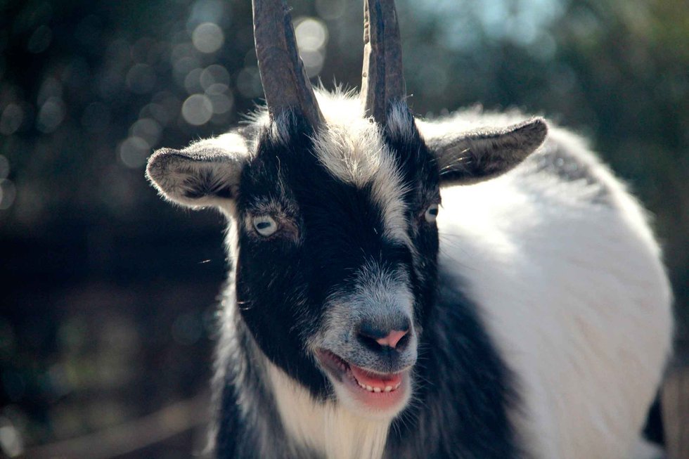 Dwarf Nigerian Goats Birmingham Zoo