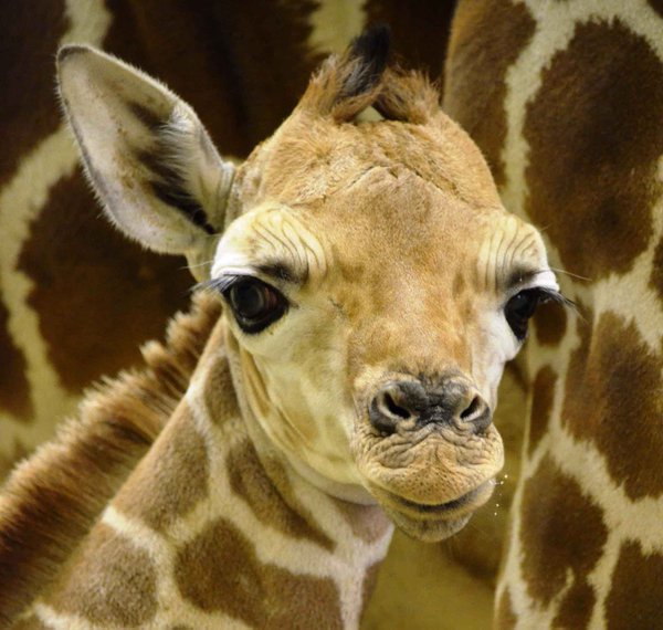 Griffin Giraffe Birmingham Zoo