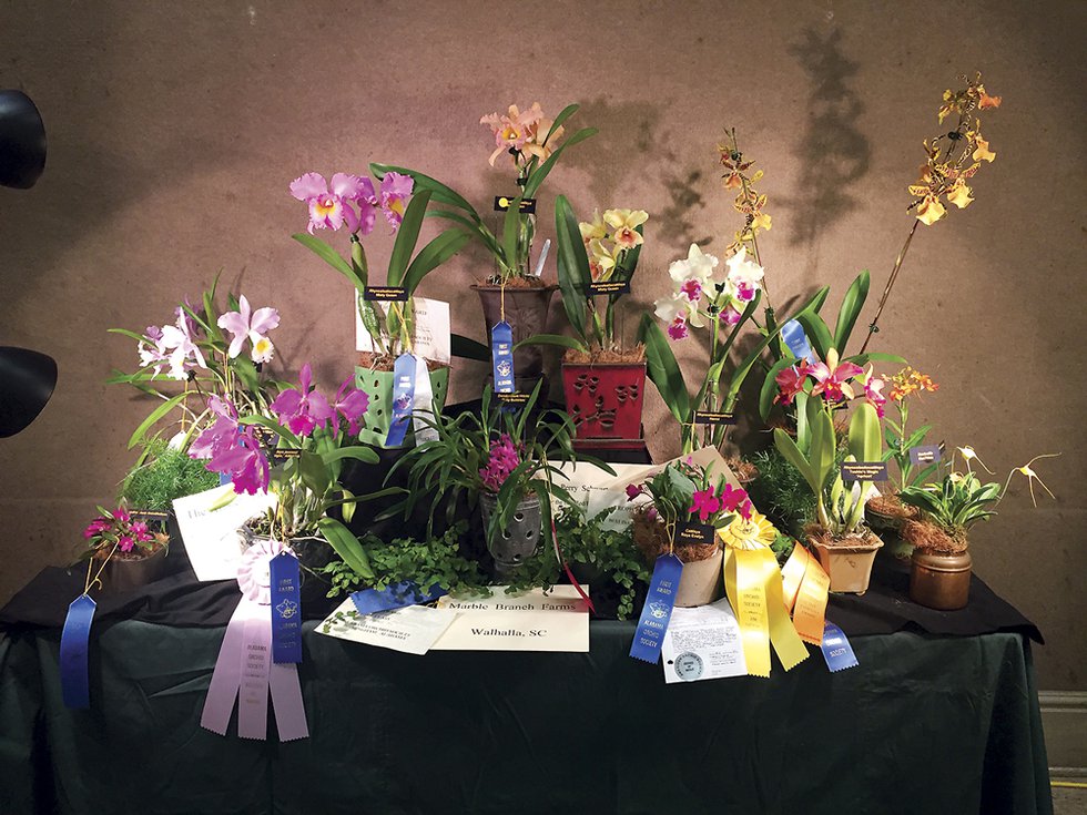 VL-EVENT-Orchid-Show2.jpg